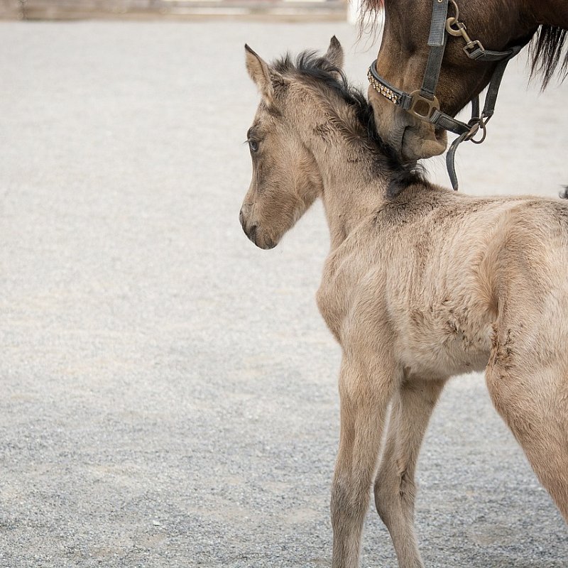 White horse